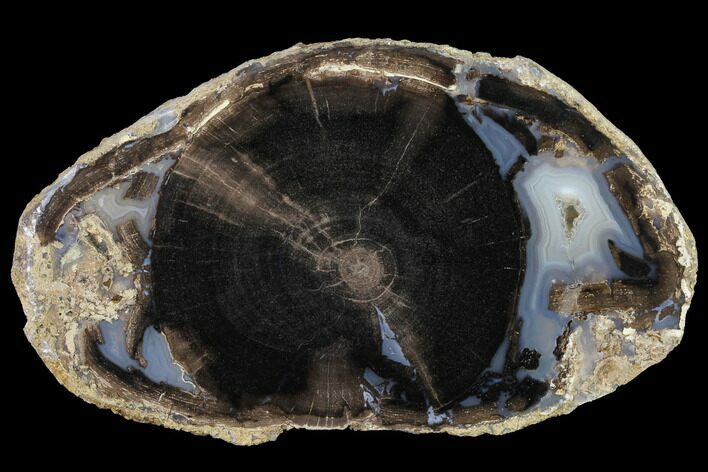 Petrified Wood (Schinoxylon) Slab - Blue Forest, Wyoming #141321
